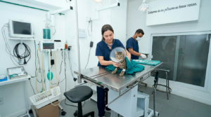 castração de gato na Barra da Tijuca – Centro de Cuidado Veterinário